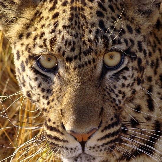 Neugieriger Leopard