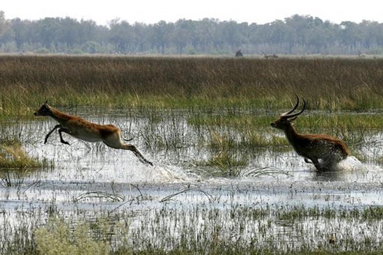 Wasserliebende Lechwe Antilopen