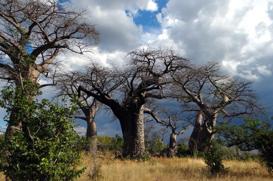 Mächtige Baobab-Bäume